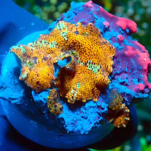 DISCOSOMA ELECTRIC LEOPARD M (3P+) #2003037