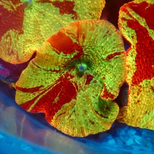 DISCOSOMA JAWBREAKER (~3CM) #2003004