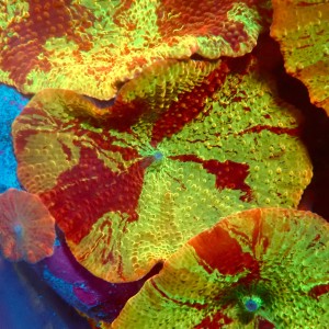 DISCOSOMA JAWBREAKER (~3CM) #2003005