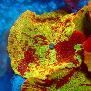 DISCOSOMA JAWBREAKER (~3CM) #2003006