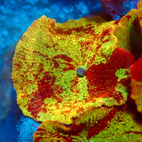 DISCOSOMA JAWBREAKER (~3CM) #2003006