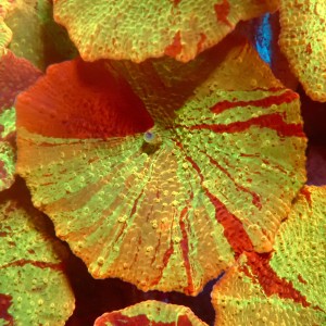 DISCOSOMA JAWBREAKER (~3CM) #2003007