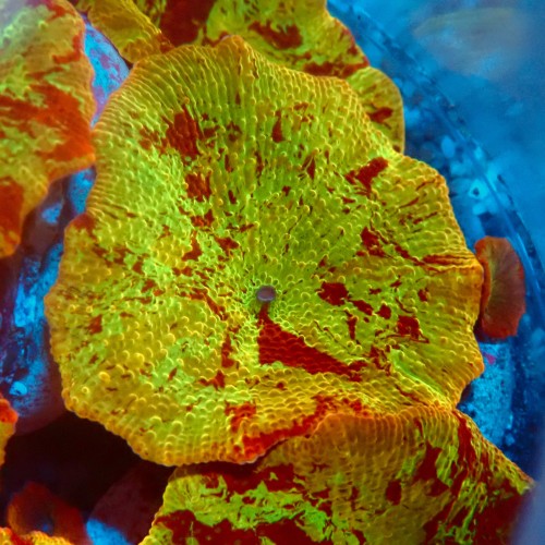 DISCOSOMA JAWBREAKER (~3CM) #2003008