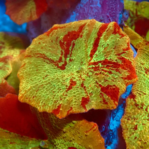 DISCOSOMA JAWBREAKER (~3CM) #2003009