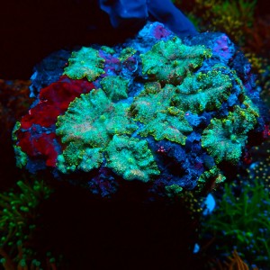 DISCOSOMA RAINBOW GREEN XL (20P+) #2003042