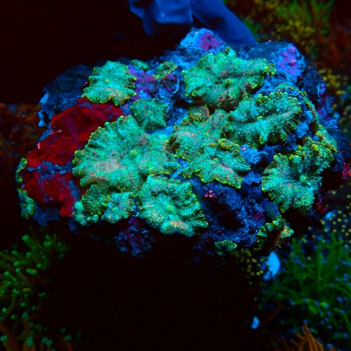 DISCOSOMA RAINBOW GREEN XL (20P+) #2003042