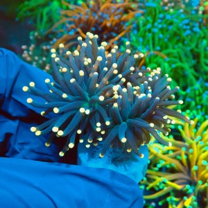 EUPHYLLIA GLABRESCENS BLACK TORCH M (2P) MIX #2003029