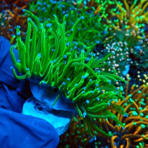 EUPHYLLIA GLABRESCENS GREEN TORCH BLUE TIP M (2P) MIX #2003032