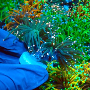 EUPHYLLIA GLABRESCENS GREEN TORCH PINK TIP M (2P) MIX #2003030