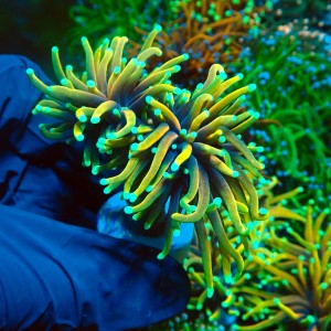 EUPHYLLIA GLABRESCENS HELLFIRE M (2P) MIX #2003028