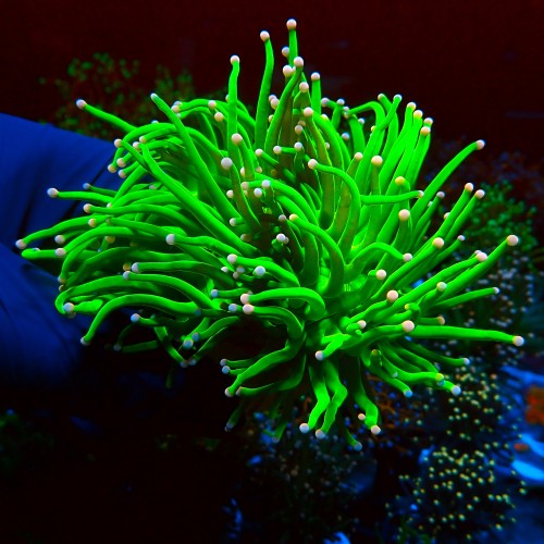 EUPHYLLIA GLABRESCENS ULTRA TOXIC GREEN PINK TIP M (1,5-2P) #2003013