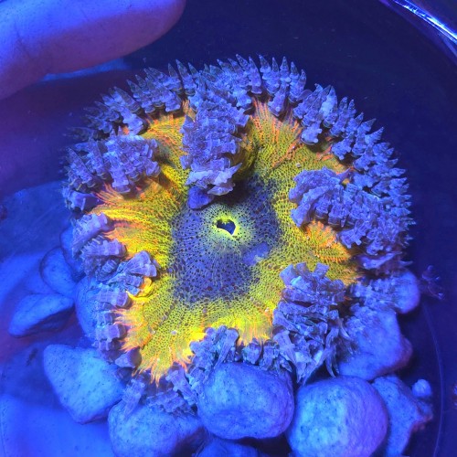 ROCK FLOWER ANEMONE RAINBOW YELLOW (~7CM) #2003047