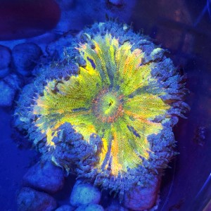 ROCK FLOWER ANEMONE RAINBOW YELLOW (~7CM) #2003048
