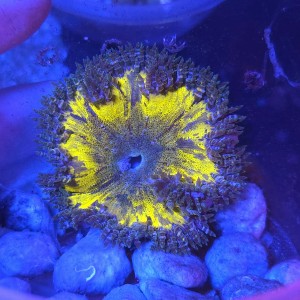 ROCK FLOWER ANEMONE ULTRA YELLOW (~7CM) #2003049