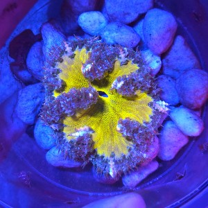 ROCK FLOWER ANEMONE ULTRA YELLOW (~7CM) #2003050