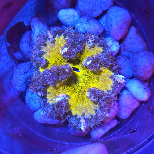 ROCK FLOWER ANEMONE ULTRA YELLOW (~7CM) #2003050
