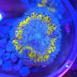 ROCK FLOWER ANEMONE ULTRA YELLOW (~7CM) #2003051