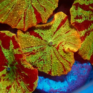 DISCOSOMA JAWBREAKER (~3CM) #2003001