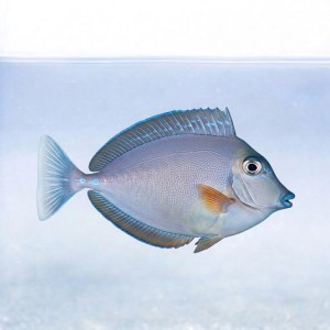 Naso unicornis (M)