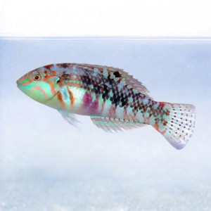 Halichoeres nebulosus