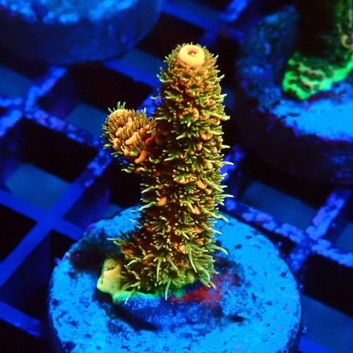 ACROPORA MILLEPORA RAINBOW FRAG #2403005