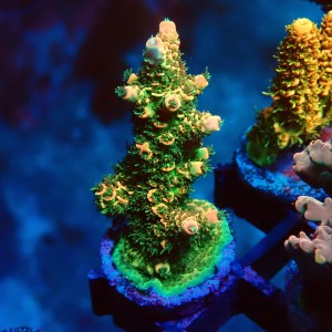 ACROPORA MILLEPORA RAINBOW FRAG #2403007