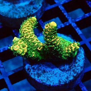 ACROPORA MILLEPORA RAINBOW FRAG #2403012