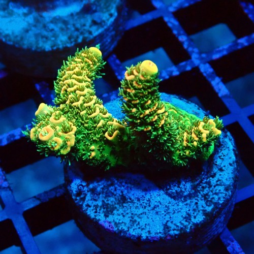 ACROPORA MILLEPORA RAINBOW FRAG #2403012