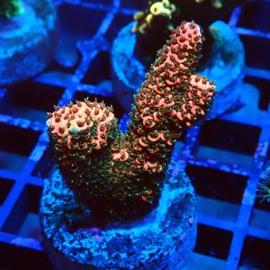 ACROPORA MILLEPORA RAINBOW FRAG #2403013