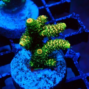 ACROPORA MILLEPORA RAINBOW FRAG #2403016