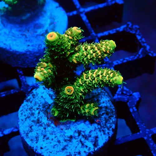 ACROPORA MILLEPORA RAINBOW FRAG #2403016
