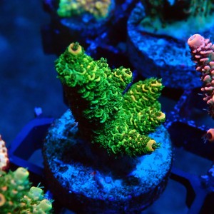 ACROPORA MILLEPORA RAINBOW FRAG #2403019