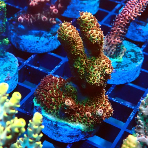 ACROPORA MILLEPORA RAINBOW FRAG #2403035