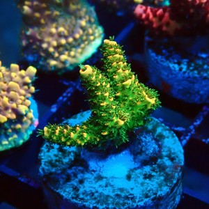 ACROPORA MILLEPORA RAINBOW FRAG #2403036
