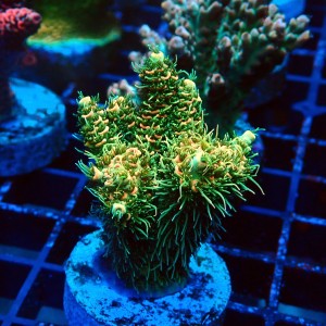 ACROPORA MILLEPORA RAINBOW FRAG #2403045
