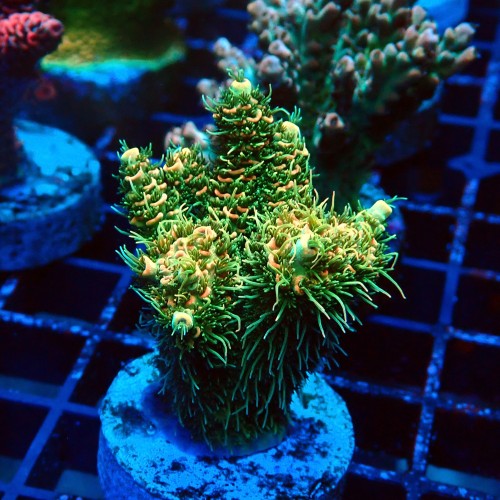 ACROPORA MILLEPORA RAINBOW FRAG #2403045