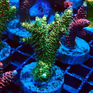 ACROPORA MILLEPORA RAINBOW FRAG #2403046