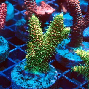 ACROPORA MILLEPORA RAINBOW FRAG #2403047