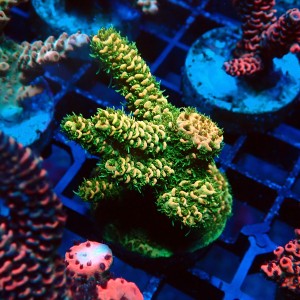 ACROPORA MILLEPORA RAINBOW FRAG #2403060