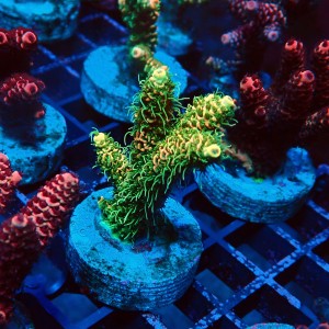 ACROPORA MILLEPORA RAINBOW FRAG #2403063