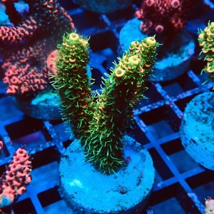 ACROPORA MILLEPORA RAINBOW FRAG #2403068