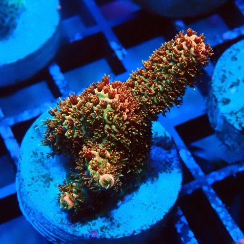 ACROPORA MILLEPORA RAINBOW FRAG #2403069