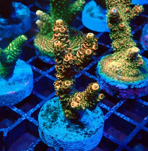ACROPORA MILLEPORA RAINBOW FRAG #2403071