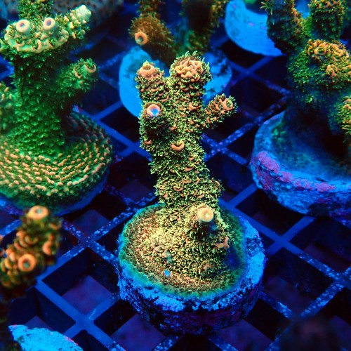 ACROPORA MILLEPORA RAINBOW FRAG #2403072