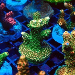 ACROPORA MILLEPORA RAINBOW FRAG #2403073