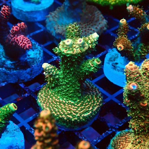 ACROPORA MILLEPORA RAINBOW FRAG #2403073