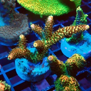 ACROPORA MILLEPORA RAINBOW FRAG #2403074