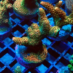 ACROPORA MILLEPORA RAINBOW FRAG #2403075