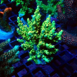 ACROPORA TENUIS GREEN M #2403081
