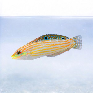 Halichoeres cosmetus (M) - wargacz